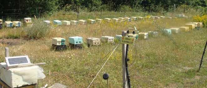 Güneş enerjili elektrikli çitle korunan arılık ve kovanlar